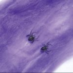 5 PCS Halloween Requisiten Baumwollgarn Spinnennetze, zufällige Farblieferung – Bild 6