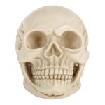 Schädelkopf Hallowmas Prop Gadget Display, Größe: 19 (L) x 13 (B) x 14 cm (H) (Weiß) – Bild 2