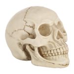 Schädelkopf Hallowmas Prop Gadget Display, Größe: 19 (L) x 13 (B) x 14 cm (H) (Weiß) – Bild 4