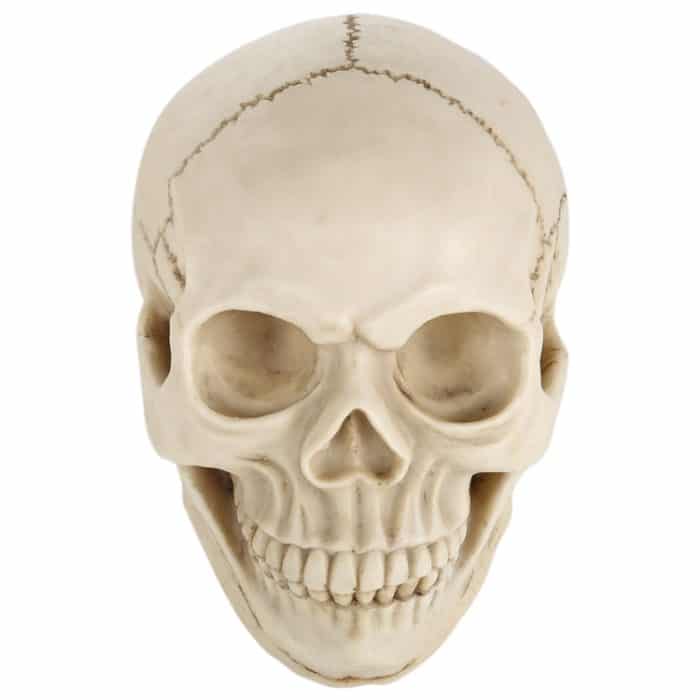 Schädelkopf Hallowmas Prop Gadget Display, Größe: 19 (L) x 13 (B) x 14 cm (H) (Weiß) – Bild 6