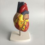 1: 1 Anatomisches Modell des menschlichen Herzens Kardiologie Lehrmodell der Herzanatomie mit Nummernmarkierung – Bild 2