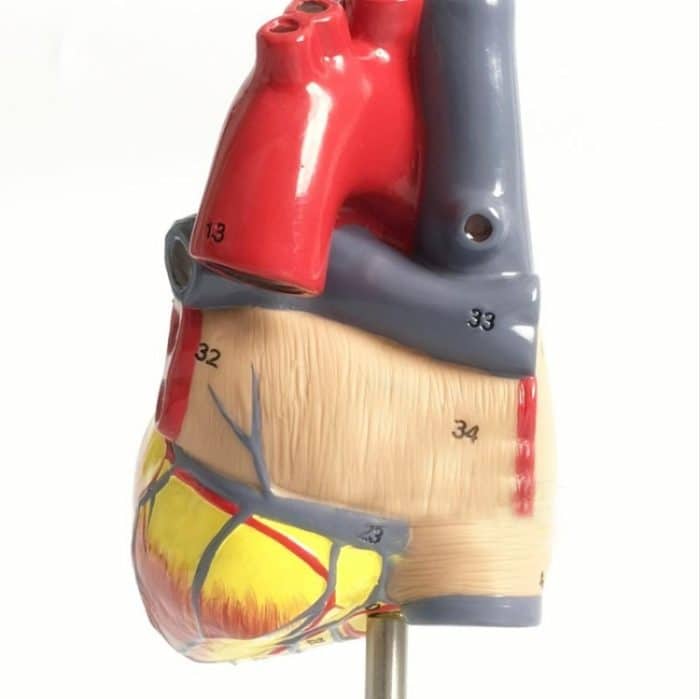 1: 1 Anatomisches Modell des menschlichen Herzens Kardiologie Lehrmodell der Herzanatomie mit Nummernmarkierung – Bild 3