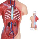 Medizinische Grund- und Sekundarschulbildung 26CM Torsomodell Menschliche Anatomie Organstrukturmodell – Bild 4
