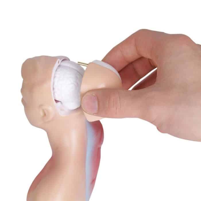 Medizinische Grund- und Sekundarschulbildung 26CM Torsomodell Menschliche Anatomie Organstrukturmodell – Bild 5