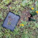 Kunststoff-Multifunktionstablett, Schuhtablett, Futtertablett für Haustiere – Bild 8