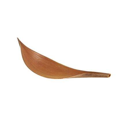 Kakaoblätter, natürliche Pflanzenschieß-Requisiten, trockene Blumenornamente, 20-32 cm, 35-39 cm