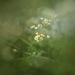 Zentraler Belichtungskantenunschärfe-Nahaufnahme-Spezialeffektfilter, 49mm, 52mm, 55mm, 58mm, 62mm, 67mm, 72mm, 77mm, 82mm – Bild 6