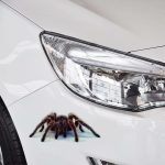 A21 Tiermuster-Karosserie-zufällige Aufkleber