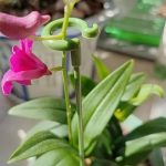 10 Stück Blumenform-Stützstange für Pflanzen im Topf, fester Anti-Unterbringungs-Blattschutzrahmen, 17cm, 27cm, 37cm, 48cm, 58cm – Bild 7