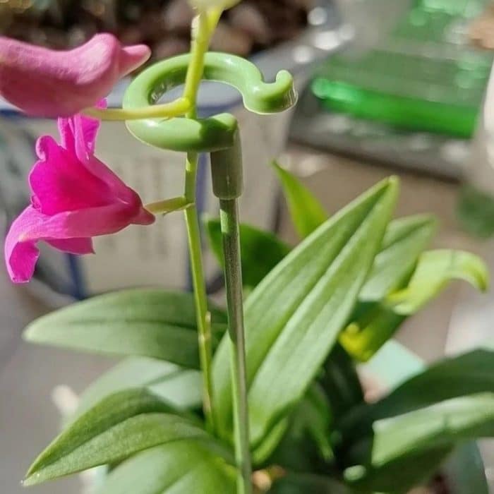 10 Stück Blumenform-Stützstange für Pflanzen im Topf, fester Anti-Unterbringungs-Blattschutzrahmen, 17cm, 27cm, 37cm, 48cm, 58cm – Bild 7