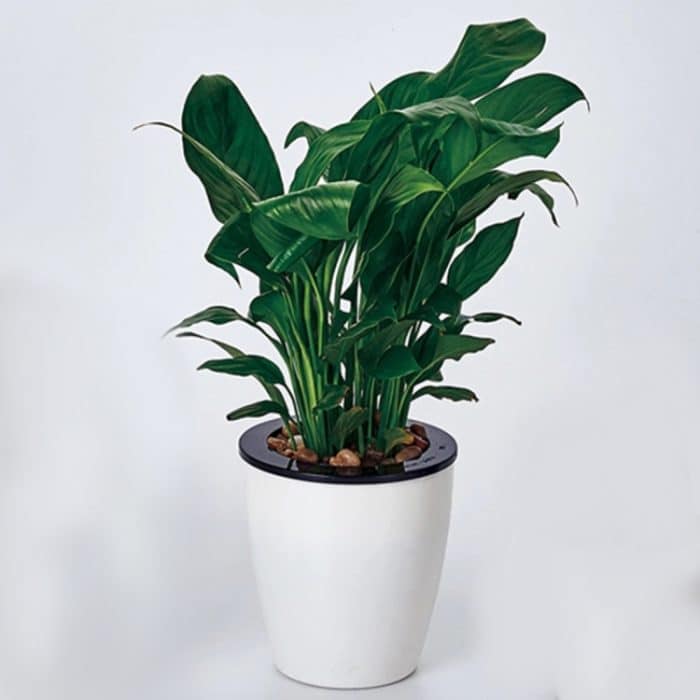 HC23502.jpg Lazy Flower Pots Automatische wasserabsorbierende Hydroponik-Topfpflanzen Kreisförmige Harz-Kunststoff-Blumentöpfe Zweischichtiges Design Selbstbewässernder Pflanzer, Durchmesser: 11 cm, Höhe: 10,3 cm (weiß) – Bild 1