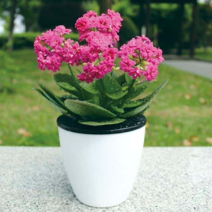 Lazy Flower Pots Automatische wasserabsorbierende Hydroponik-Topfpflanzen Kreisförmige Harz-Blumentöpfe aus Kunststoff Zweischichtiges Design Selbstbewässernder Pflanzer, Durchmesser: 15 cm, Höhe: 15,5 cm (weiß) – Bild 8