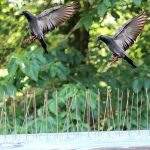 5 PCS / Set Bird Repeller 50cm Edelstahlnägel Bird Spikes SK411 – Bild 9