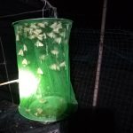 5PCS Folding Hanging Automatic Fly Hunter, induzierter Fliegenkäfig – Bild 9