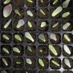 Sämling Tablett Sprossen Platte 24 Löcher Kindergarten Töpfe Tablett Deckel Box Für Garten Bonsai Mini Gewächshaus Kindergarten Platte Drei Sets – Bild 5