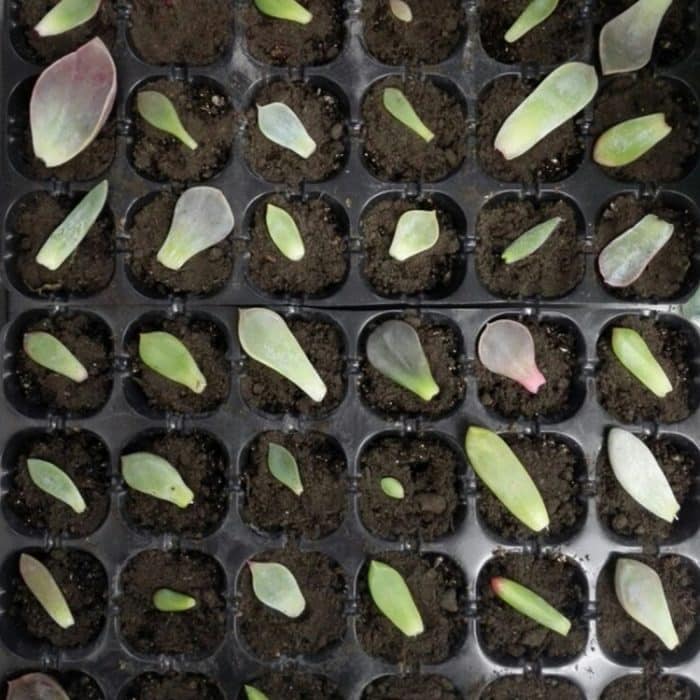 Sämling Tablett Sprossen Platte 24 Löcher Kindergarten Töpfe Tablett Deckel Box Für Garten Bonsai Mini Gewächshaus Kindergarten Platte Drei Sets – Bild 5