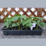 Sämling Tablett Sprossen Platte 24 Löcher Kindergarten Töpfe Tablett Deckel Box Für Garten Bonsai Mini Gewächshaus Kindergarten Platte Drei Sets – Bild 6