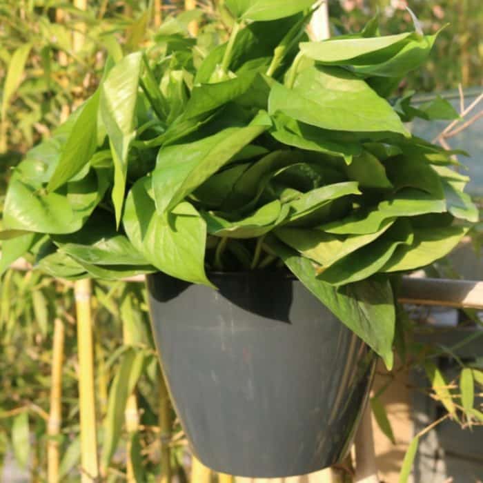 Selbstbewässernder Übertopf für Pflanzen, faule Blumentöpfe, wandhängende, runde Blumentöpfe aus Kunstharz, Kunststoff, Größe: 11 x 8 x 10,5 cm, Size: 11x8x10.5cm – Bild 1