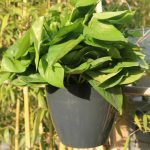 Selbstbewässernder Übertopf für Pflanzen, faule Blumentöpfe, wandhängende, runde Blumentöpfe aus Kunstharz, Kunststoff, Größe: 11 x 8 x 10,5 cm, Size: 11x8x10.5cm – Bild 2