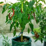 3 Taschen, 18 l/5 Gallonen, Vlies-Erdbeer-Pflanzbeutel aus Filz, Größe: 23 x 28 cm, Size: 23X28cm – Bild 7