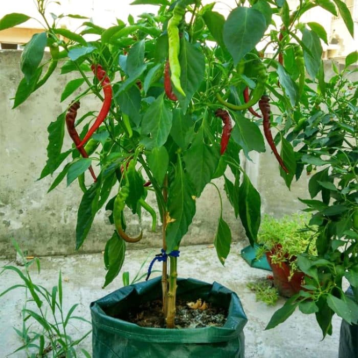 8 Taschen, 43 l/10 Gallonen, Vlies-Erdbeer-Pflanzbeutel aus Filz, Größe: 35 x 45 cm, Size: 35X45cm – Bild 7