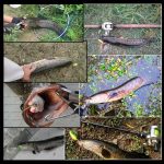 HENGJIA 8 cm harte Plastikköder, Tintenfisch-Angelköder, Köder, Holz, Garnelenköder, 1# (Magenta+Dark Red), 2# (Orange + Yellow), 3# (Yellow), 5# (Magenta), 6# (Orange), 7# (Blue) – Bild 5