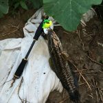 HENGJIA 5 PCS Soft Baits Wasserfischer Köder Ray Frog Baits mit Plastikbox – Bild 5