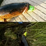 HENGJIA 5 PCS Soft Baits Wasserfischer Köder Ray Frog Baits mit Plastikbox – Bild 6