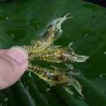 10 Stück 4 cm Angeln Soft Bait Lures Popper Poper Baits, Artificial Shrimp, Luminous Shrimp, Pink Shrimp, Green Shrimp, Transparent Shrimp – Bild 6