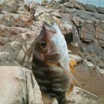 10 Stück 4 cm Angeln Soft Bait Lures Popper Poper Baits, Artificial Shrimp, Luminous Shrimp, Pink Shrimp, Green Shrimp, Transparent Shrimp – Bild 7