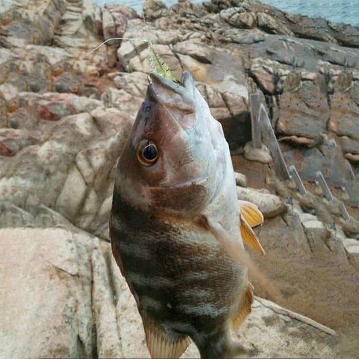 10 Stück 4 cm Angeln Soft Bait Lures Popper Poper Baits, Artificial Shrimp, Luminous Shrimp, Pink Shrimp, Green Shrimp, Transparent Shrimp – Bild 7