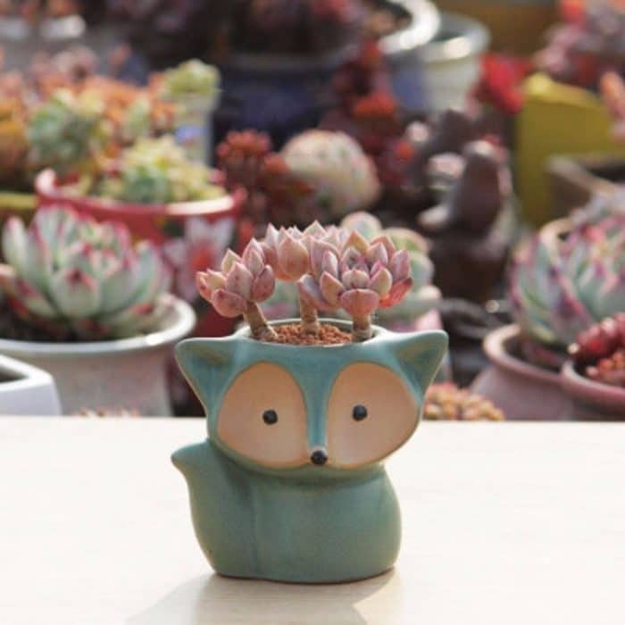 Keramik Fleshy Blumentopf Saftige Thumb Pot Fox Blumentopf, zufällige Farbe Lieferung – Bild 5