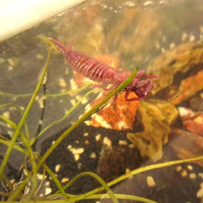 15 Stück 8-farbige Larven-Silikon-Softbait-Köder, 75MM – Bild 7