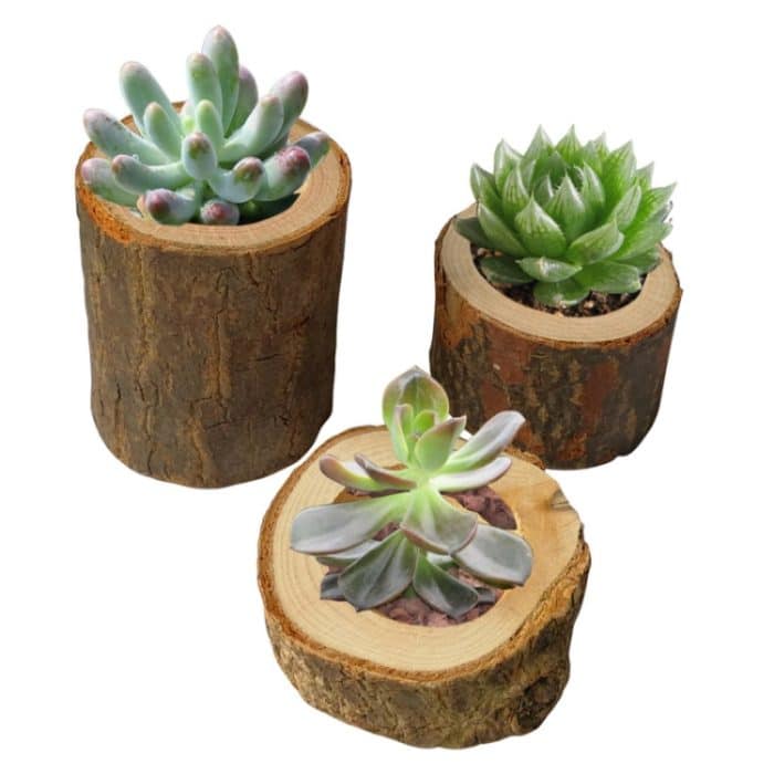 3 Stück Mini-Naturscheit, rund, für Zuhause, Büro, Garten, Dekoration, Sukkulententopf, Kerzenhalter, kleine Bonsai-Heimdekoration, S, M, L – Bild 4