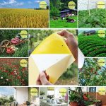 10 Packungen Doppelseitiges Stabinsektenbrett Gelbes Brett Melonenfruchtfliegenfallenbrett – Bild 5