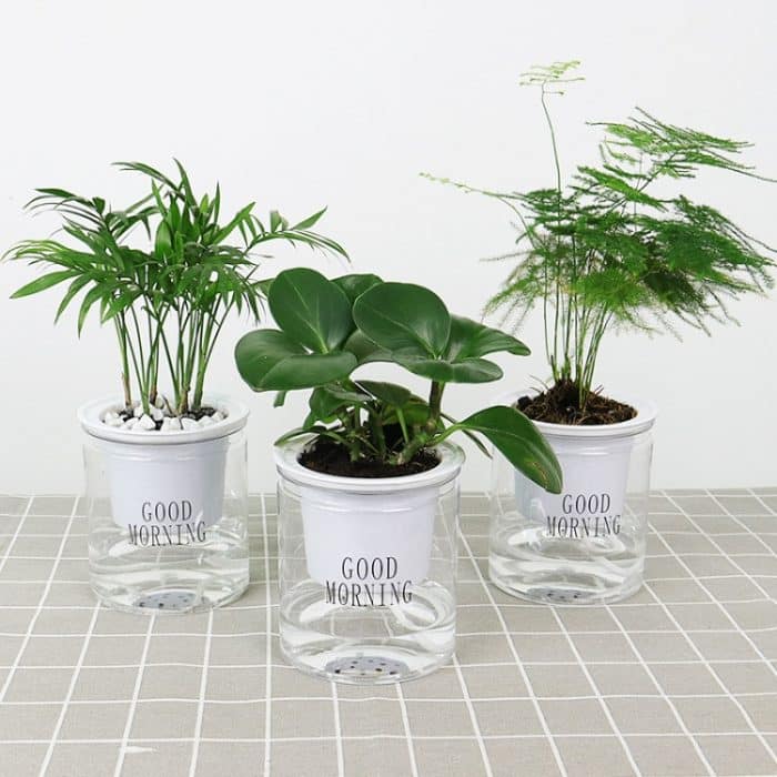 10 Stück automatische Wasseraufnahme, Hydrokulturtopf, Sukkulenten-Blumentopf, Transparent Without Words, Transparent With Words – Bild 6
