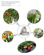 Fitolampy Wachstumslichter für Gewächshaus-Hydrokulturpflanzen, 5 m, 300 LEDs, SMD 5050, Vollspektrum-LED-Streifen, Non Waterproof, Waterproof – Bild 4