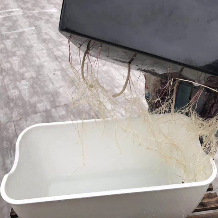 Familienbalkon, rechteckiger, selbstabsorbierender Gemüsetopf aus Kunststoff, Blumentopf, Stil:, SC01 Extra Large Pot, SC02 Big Pot – Bild 4