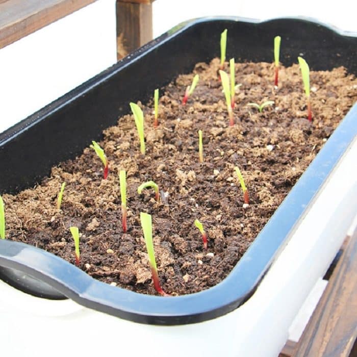 Familienbalkon, rechteckiger, selbstabsorbierender Gemüsetopf aus Kunststoff, Blumentopf, Stil:, SC01 Extra Large Pot, SC02 Big Pot – Bild 5