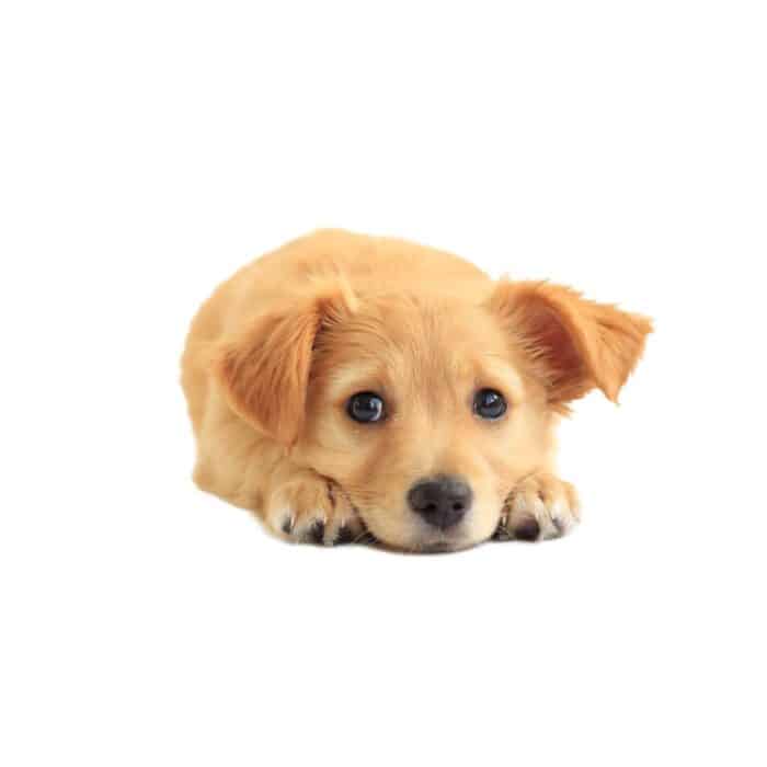 3D Simulation Hund Auto Aufkleber Regenfest Sonnenschutz Auto Aufkleber Kratzer Rasieren Dekoration Aufkleber, Style 1 Small, Style 2 Small, Style 3 Small, Style 4 Small, Style 5 Small, Style 1 Large, Style 2 Large, Style 3 Large, Style 4 Large... – Bild 1