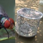 CXW003 2 Stück Fliegenfalle Fliegenvernichter Haushalt Fliegenfänger