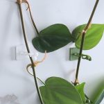 50 Stück Pflanzen-Kletterwand-Schnalle, spurloser Pflanzenfixierer, selbstklebende Haken, Small, Medium, Large – Bild 3