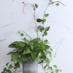 50 Stück Pflanzen-Kletterwand-Schnalle, spurloser Pflanzenfixierer, selbstklebende Haken, Small, Medium, Large – Bild 4