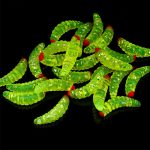 100 Stück rotköpfiger Brotwurm Suite Fake Bait – Bild 7