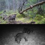 20MP 1080P Wildkamera Nachtsicht MMS Infrarot-Jagdkamera, HC-350M – Bild 9