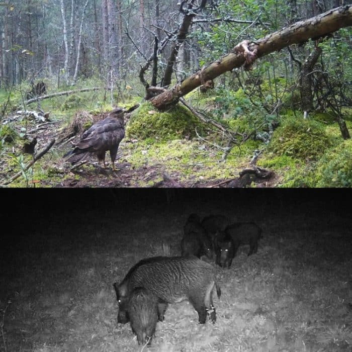 20MP 1080P Wildkamera Nachtsicht MMS Infrarot-Jagdkamera, HC-350M – Bild 9