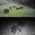 24 MP 2,7 K Outdoor-Track-Kamera, Infrastruktur-Überwachungs-Hundekamera, HC-802A – Bild 9