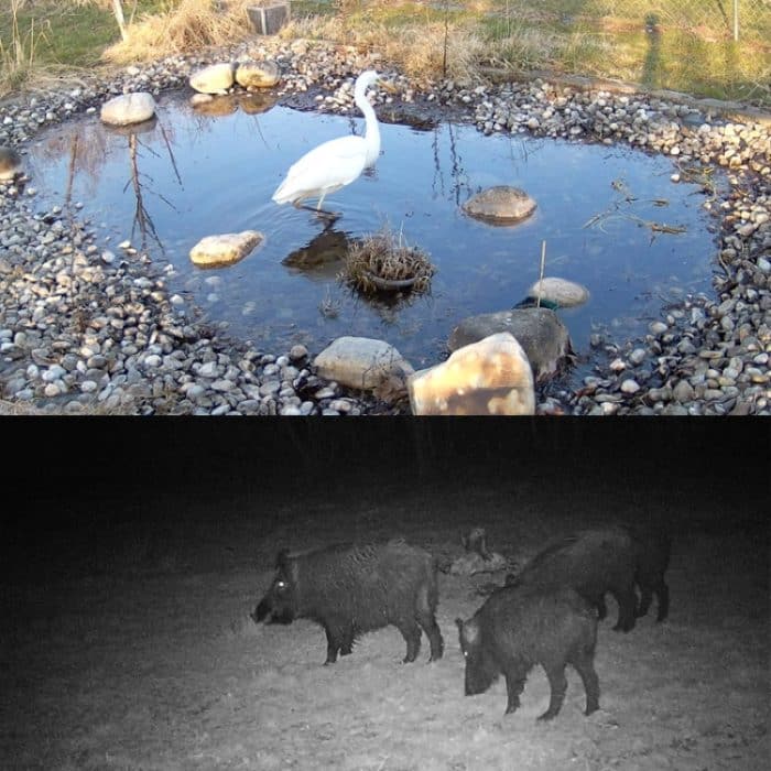 4K 4G Outdoor-Jagdkamera-App, Fernsteuerung über das Mobiltelefon, um jederzeit Fotos und Videos anzusehen, EU Plug, US Plug, AU Plug – Bild 11