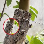 Edelstahl handgezogene Drahtsäge Seil Outdoor Camping Survival Ausrüstung Säge, Orange 70cm, Black 70cm, Black 63cm, Orange 63cm – Bild 7