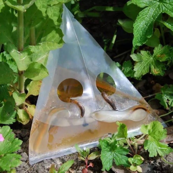 20 teile/paket Schnecke Schnecke Falle Tasche Garten Gemüse Grundstück Falle Transparent Kunststoff Tasche – Bild 2